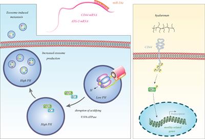 Non-Coding RNAs Participate in the Pathogenesis of Neuroblastoma